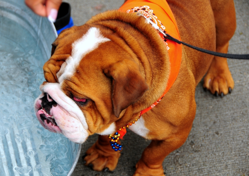 Buster, owned by Maria Morales.