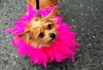 Hot pink boas make every pooch feel like a princess.