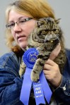 Anything but average, the 8th annual cat show put on by Purrfect
