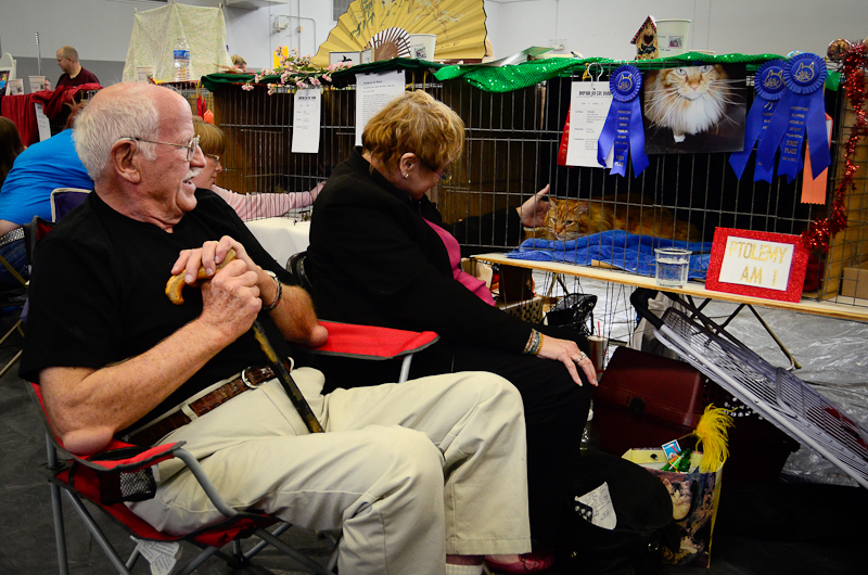 Anything but average, the 8th annual cat show put on by Purrfect