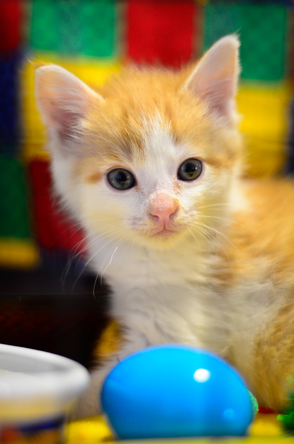 Anything but average, the 8th annual cat show put on by Purrfect