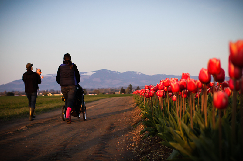 They are like a rainbow or a bag of Skittles! The tulips