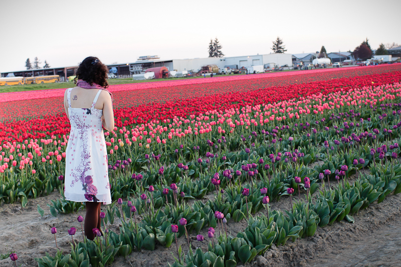 They are like a rainbow or a bag of Skittles! The tulips