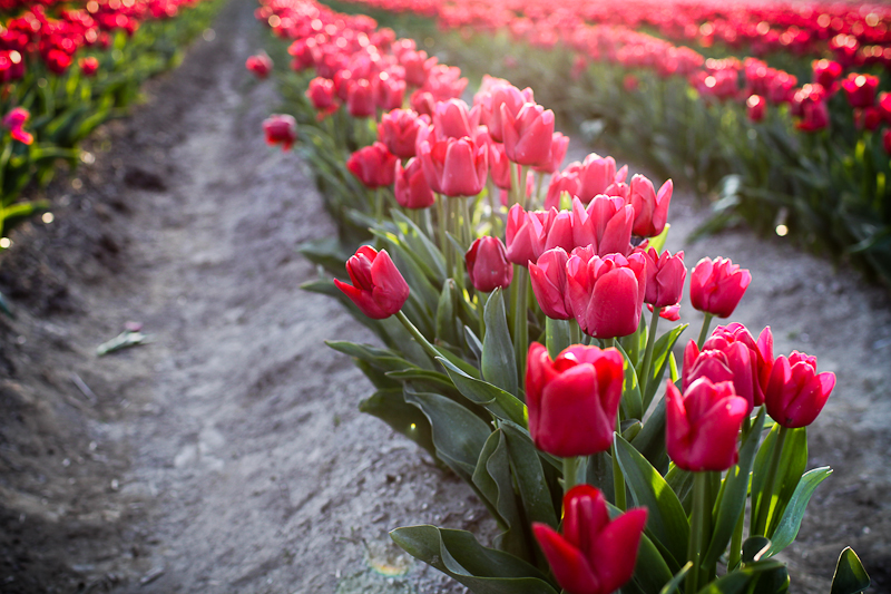 They are like a rainbow or a bag of Skittles! The tulips