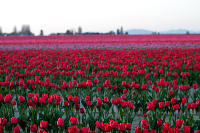 They are like a rainbow or a bag of Skittles! The tulips