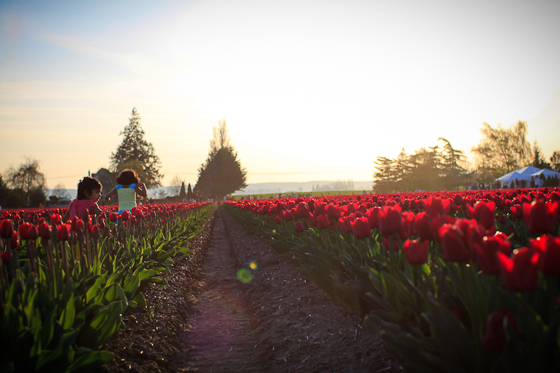 They are like a rainbow or a bag of Skittles! The tulips