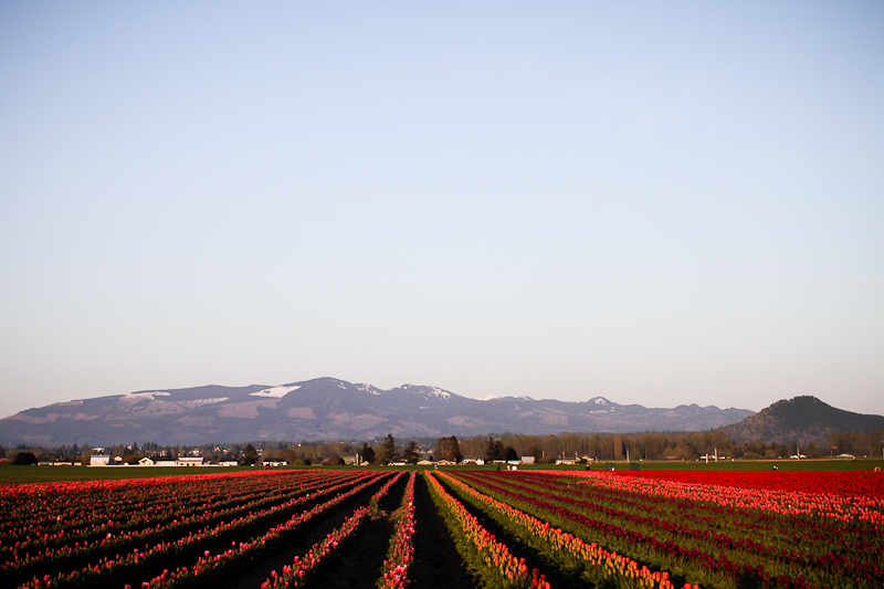 They are like a rainbow or a bag of Skittles! The tulips