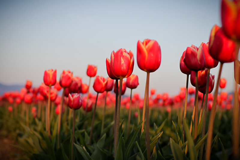 They are like a rainbow or a bag of Skittles! The tulips