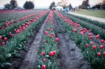 They are like a rainbow or a bag of Skittles! The tulips