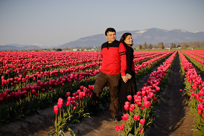 They are like a rainbow or a bag of Skittles! The tulips