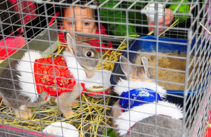 Even the bunnies got dressed up to welcome the year of the rabbit.