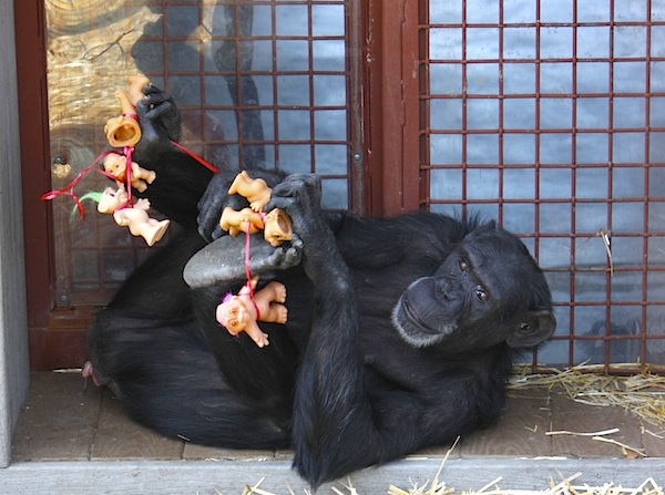 For years, scientists ran tests on Foxie the chimpanzee. Her babies were taken from her shortly after birth. Thankfully, Foxie was rescued and now lives at the  Chimpanzee Sanctuary Northwest in Cle Elum. She showers her love on her adopted kids - the plethora of troll dolls sent to her by volunteers.
