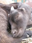 In August, Seattle Weekly visited the New Moon Farm Goat Rescue & Sanctuary, located in Arlington. The goat pictured here dozes and dreams.