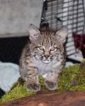 In April, Seattle Weekly showcased some of the adorable orphaned baby animals that PAWS was working to rehabilitate. Pictured here is a baby bobcat.