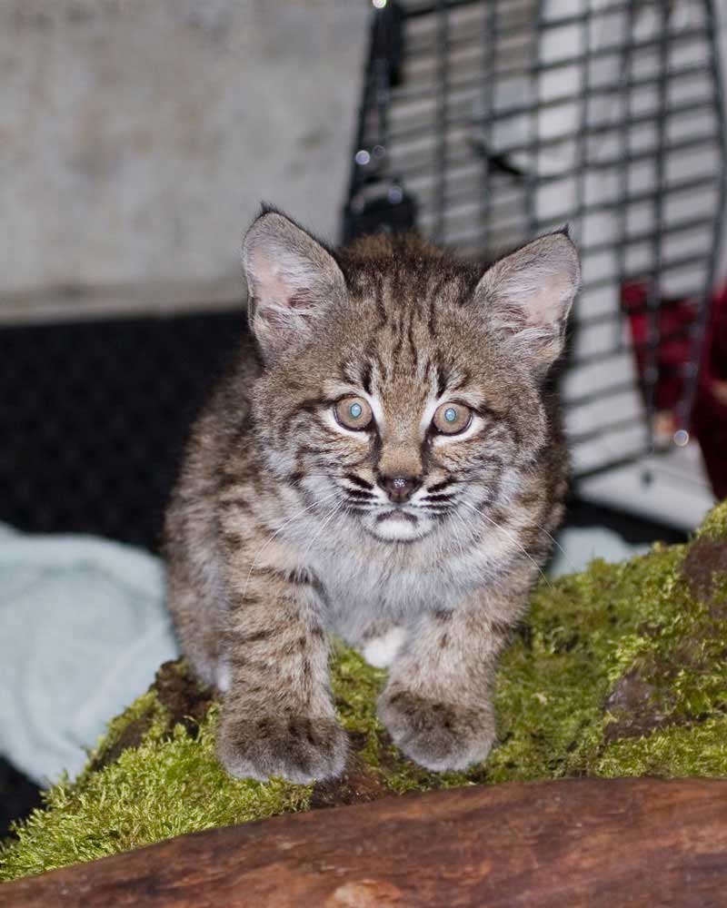 In April, Seattle Weekly showcased some of the adorable orphaned baby animals that PAWS was working to rehabilitate. Pictured here is a baby bobcat.