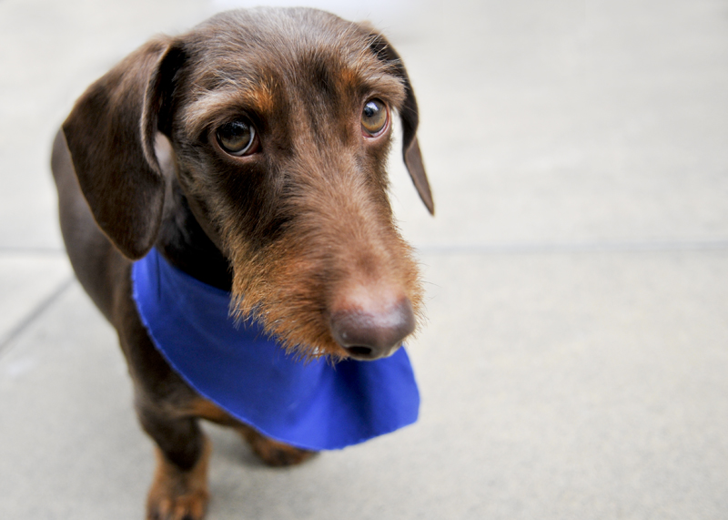 In July, shortly before the 14th Annual Kent & Alan Wiener Dog Races, last minute hopefuls competed in a pre-Run to qualify for a spot in the final race. Pictured here is one of the racers.