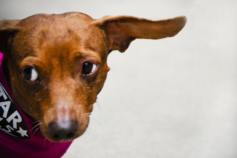 In July, shortly before the 14th Annual Kent & Alan Wiener Dog Races, last minute hopefuls competed in a pre-Run to qualify for a spot in the final race. Pictured here is one of the racers.