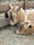 In August, Seattle Weekly visited the New Moon Farm Goat Rescue & Sanctuary, located in Arlington. Here, two young goats take a nice summer nap.