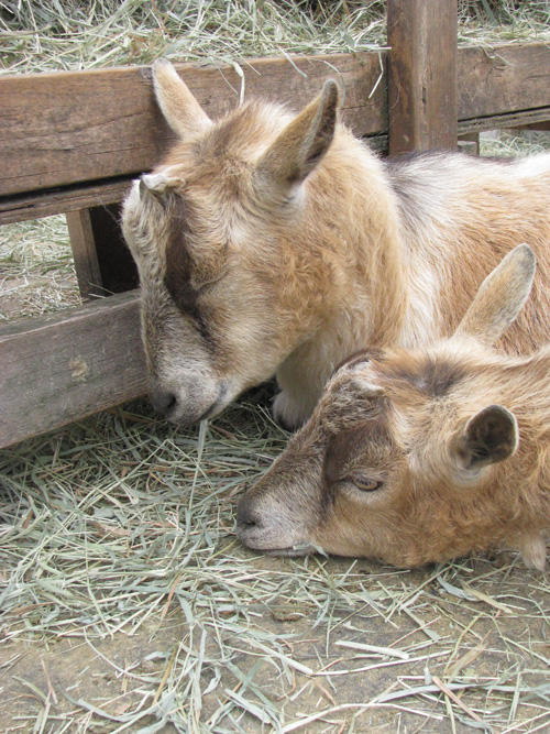 In August, Seattle Weekly visited the New Moon Farm Goat Rescue & Sanctuary, located in Arlington. Here, two young goats take a nice summer nap.