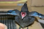 In April, Seattle Weekly showcased some of the adorable orphaned baby animals that PAWS was working to rehabilitate. The fledgling Stellar's jay is letting her keepers know she's ready to eat.
