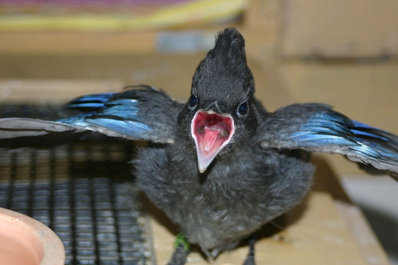 In April, Seattle Weekly showcased some of the adorable orphaned baby animals that PAWS was working to rehabilitate. The fledgling Stellar's jay is letting her keepers know she's ready to eat.