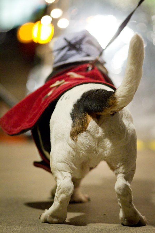 Some feel that it's a mild form of animal abuse to dress your pet in a costume, but how can something this cute be wrong? This dog competed in SLU's holiday-themed costume contest.