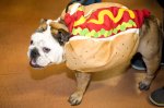 Some feel that it's a mild form of animal abuse to dress your pet in a costume, but how can something this cute be wrong? This hot dog was a contestant in this year's Doggie Halloween Costume Contest on Capitol Hill.