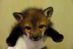 In April, Seattle Weekly showcased some of the adorable orphaned baby animals that PAWS was working to rehabilitate. This is a red fox kit.