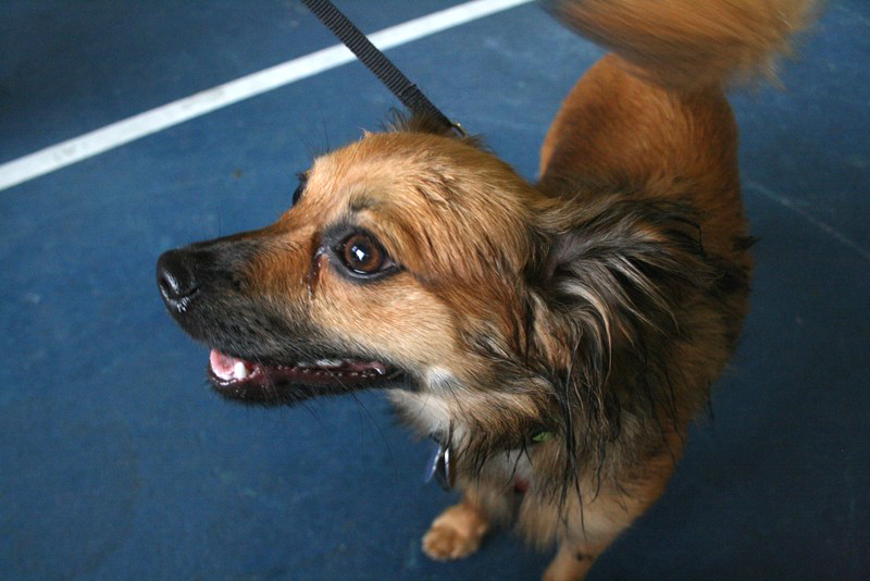 A photo from August's PAWSwalk.