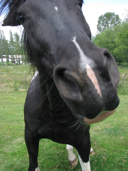 In August, Seattle Weekly visited the New Moon Farm Goat Rescue & Sanctuary, located in Arlington. This horse also lives on the farm.
