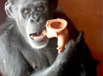 For years, scientists ran tests on Foxie the chimpanzee. Her babies were taken from her shortly after birth. Thankfully, Foxie was rescued and now lives at the  Chimpanzee Sanctuary Northwest in Cle Elum. She showers her love on her adopted kids - the plethora of troll dolls sent to her by volunteers.