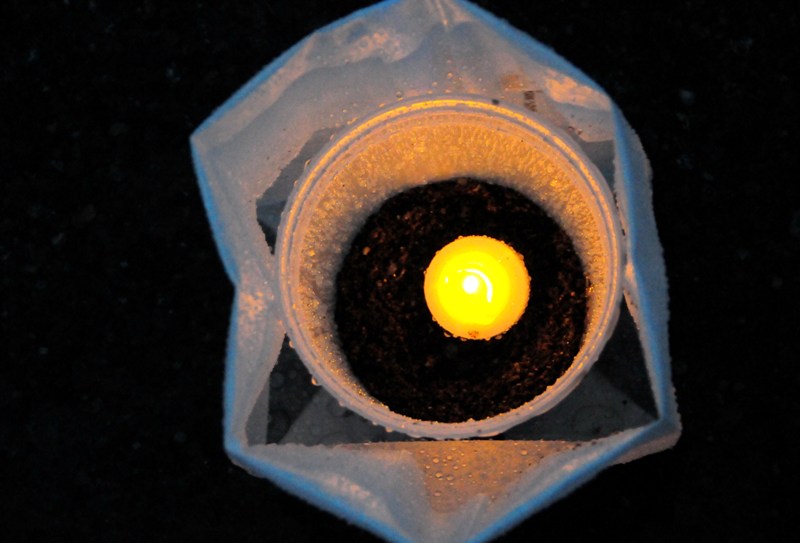 The 34th Pathway of Lights attracted people from across Seattle to come