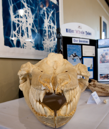 An orca skull.