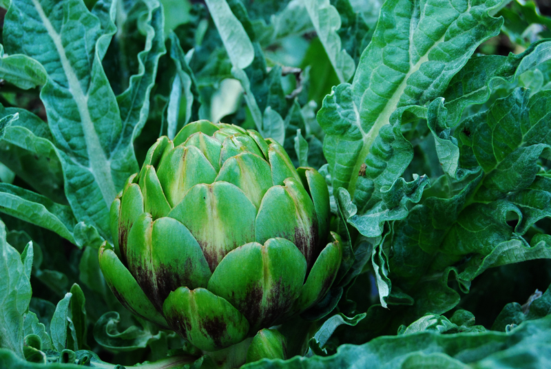 The fact that readers adore Full Circle Farm made us wonder -