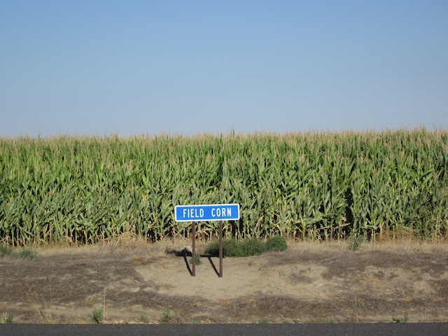 Self-explanatory corn.