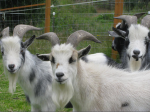Cutest goats ever found on visit to New Moon Goat & Farm Sanctuary.