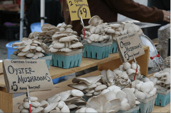 Mushrooms as art at a field trip to Bellingham's lush farmer's market.