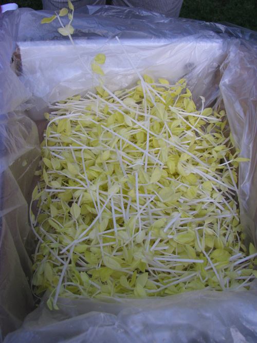 I can't remember what these were but they were incredibly tasty shoots, grown in the dark!