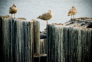 Protesters joined The Orca Network, with special guest Ric O'Barry - star