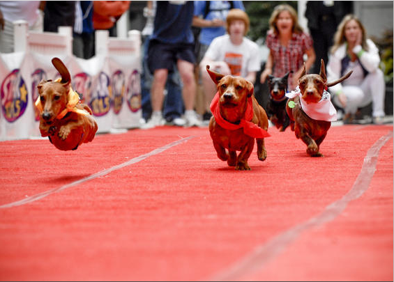Red Carpet Wiener Dog Rally.