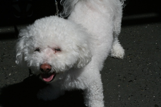 This is Salty's first time at Pike Place and he's taking it all in!