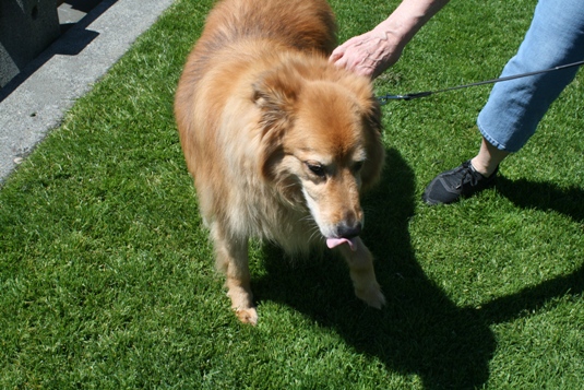 Mobitz is 14 years old and walks everyday at Pike Place. According to her dog walker, she was named after a blood disorder because her owner thought the term would make a good name.