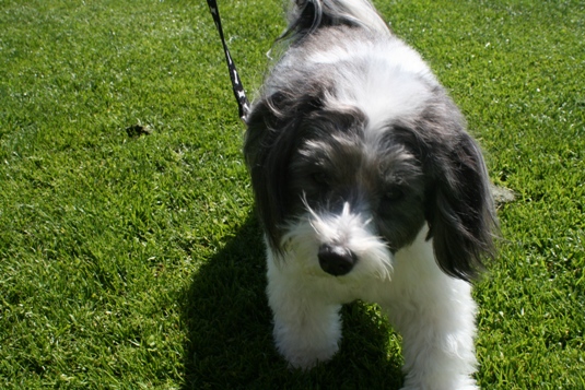 Bailey, who is 4 1/2, is quite the urban dog according to her owner, Joan.