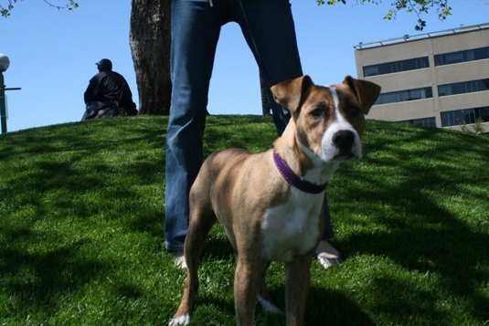 5 month old Gypsy is a regular at Pike Place because she goes to work with her owner, who works by the market.