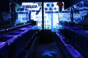 QT Aquarium on Jackson Street glows blue with dozens of tanks of exotic fish.