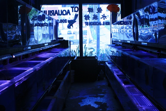 QT Aquarium on Jackson Street glows blue with dozens of tanks of exotic fish.