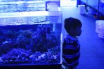 A three-year-old boy quietly observes the fish.
