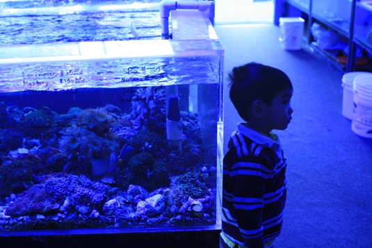 A three-year-old boy quietly observes the fish.