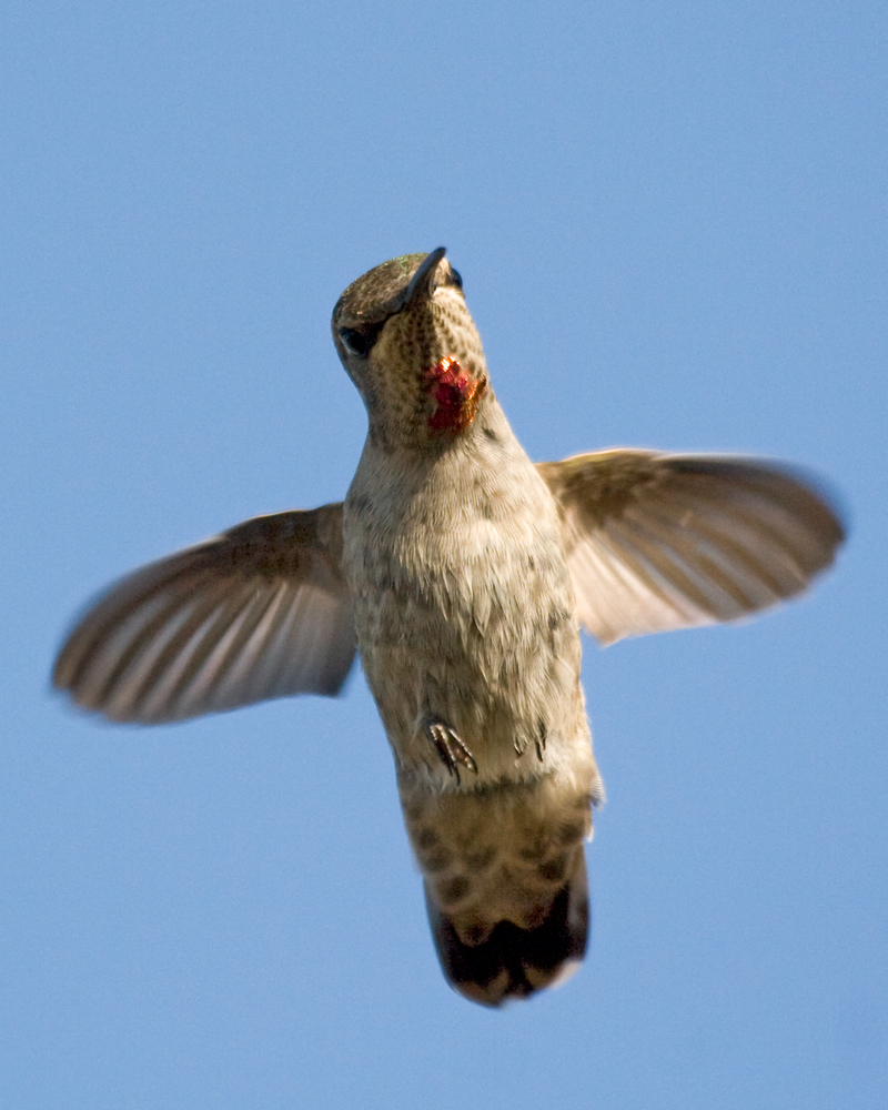 Wild Seattle: A freeze frame of a gorgeous Anna's hummingbird in Discovery Park.