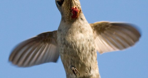 Anna's Hummingbird. Discovery Park.